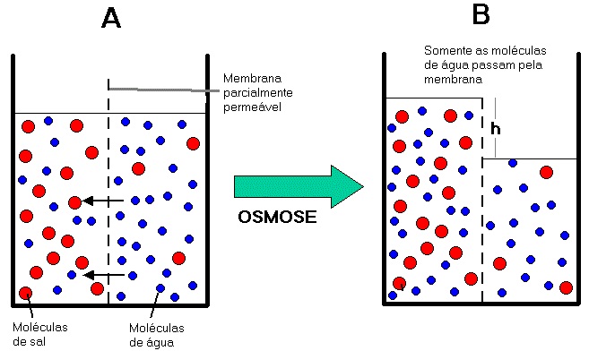 O que é Osmose - Sistemas da Ferran Tratamento de Água